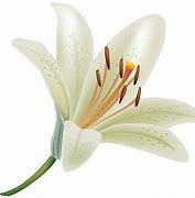 Image result for Lily Flower Vector