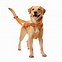 Image result for Orange Dog Clip Art