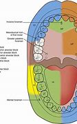 Image result for Intradermal Injection Sites Diagram