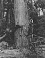 Image result for Cedar Tree