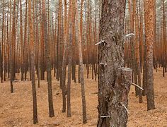 Image result for Pine Tree Forest Silhouette