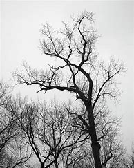 Image result for Tall Tree Silhouette