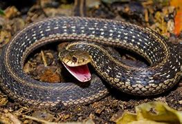 Image result for Northeast Snakes