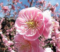 Image result for Plym Blossom Branch