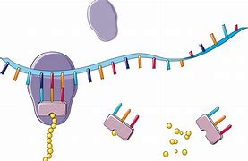 Image result for RNA Clip Art