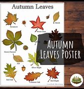 Image result for Types of Fall Leaves