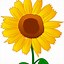 Image result for Sunflower Clip Art Transparent Background