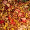 Image result for Autumn Leaf Abstract Background