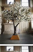 Image result for Potted Cherry Blossom Tree