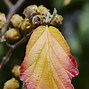 Image result for Hamamelis Witch Hazel