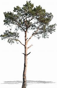 Image result for Pine Tree CutOut