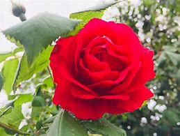 Image result for Single Red Baby Rose