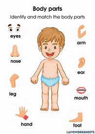 Image result for Body Part Activity for Preschool