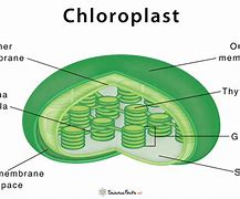 Image result for Chloroplast Equation