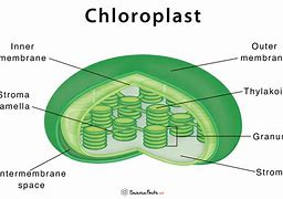 Image result for Chloroplast Model