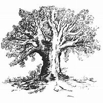 Image result for Tree Clker