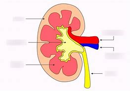 Image result for Kidney Unlabeled