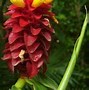 Image result for Tropical Plants Zone 9