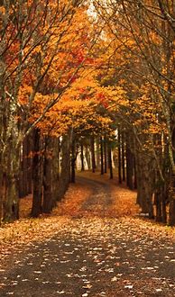 Image result for Autumn Wallpaper Android