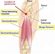 Image result for Tendinopathy Hamstring Knee