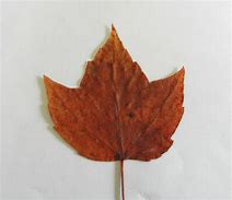 Image result for Warna Maple