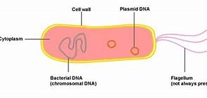 Image result for Basic Bacteria Cell