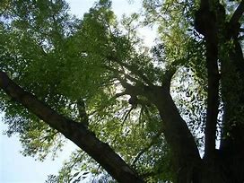 Image result for North American Nut Trees