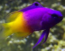 Image result for Finding Nemo Fish Species