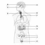 Image result for Endocrine System Unlabeled