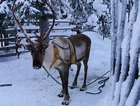 Image result for Reindeer Head Coloring Page