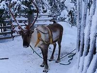 Image result for Reindeer Head Pattern