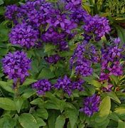 Image result for Perennial Flower Seeds