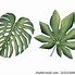 Image result for Pictures of Palm Leaves to Print