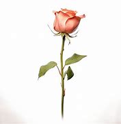 Image result for Single Rose with Leaves Anamates