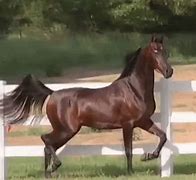 Image result for Degas Red and Blue Dancing Horses