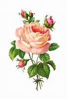 Image result for Pink Rose Clip Art