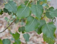 Image result for Aspen Tree Habitat Map