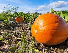 Image result for Pumpkin Wall Color