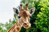 Image result for Female Giraffe