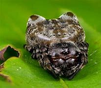 Image result for Cat-Faced Orb Weaver Spider