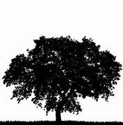 Image result for Maple Tree Silhouette Vector