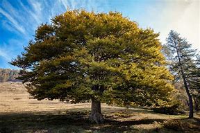 Image result for Giant American Elm Tree