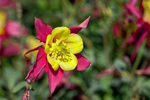 Image result for Columbine Early Bird Red ND Yellow