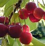 Image result for Cherry Blossoms with Cherries