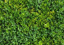 Image result for Bush Texture A4 Size