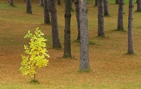 Image result for Small Forest Trees