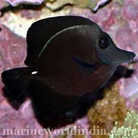 Image result for Black Tang Fish