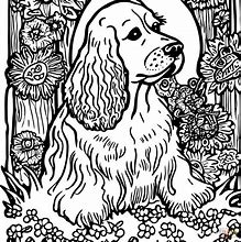 Image result for Cocker Spaniel Dog Coloring Pages