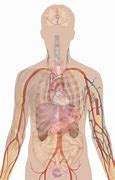 Image result for Body Anatomy 3D Model