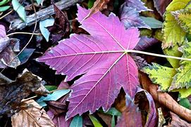 Image result for Autumn Leaf Icon